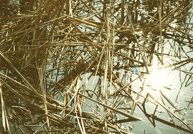 The river Kirpily, Timashevsk (Russia).
Photography, 1989